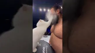 Thumbnail: The Power Slap Champ Kitty 😺😂 #cat #kitten #powerslap #meme #ytshorts #animallovers #shorts #fyp