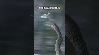 Thumbnail: The Snake Bird 🐍🐦 #animals #wildlife #birds #foryou #viral #trending #wildanimals #hunting