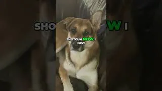 Thumbnail: DOG Scare