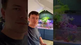 Thumbnail: Adding MUD to My Saltwater Aquarium