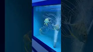 Thumbnail: Name These Fish 🐟💭