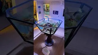 Thumbnail: Check Out This UNIQUE Aquarium 🪸