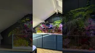 Thumbnail: What Do You Think of My Saltwater Paludarium 👀🪸