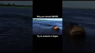 Thumbnail: Hippos are absolute killing machines #nature #horror #hippo #fyp