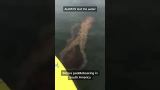 Thumbnail: This is why I don't go swimming #morbidfacts #shorts #scary