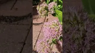 Thumbnail: Honey Bee in Slow Motion
