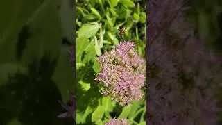 Thumbnail: Super Slow Motion of Bee in Flight