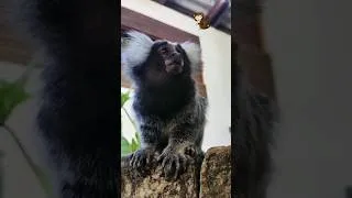 Thumbnail: Saguis em São Paulo 🐒 Viram o filhotinho nas costas da mamãe?? 🐵😍