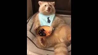 Thumbnail: eat the world