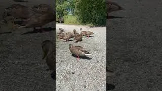 Thumbnail: George C. Reifel Migratory Bird Sanctuary