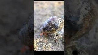 Thumbnail: RICH Wildlife in Singapore Intertidal #shorts