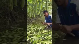 Thumbnail: How Do Bangladeshi Farmers Grow Crops Without Land? 🤯 #facts #ytshorts #trending