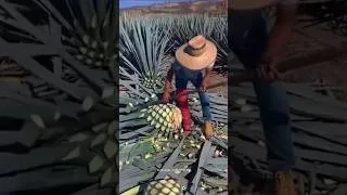 Thumbnail: How Does Blue Agave Become Tequila? 😱🌵 #facts #ytshorts # #trending