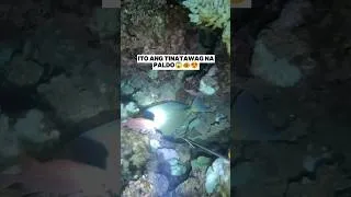 Thumbnail: Kalahating Katawan Palang Grabe na kaLaki😱😱😱 #nightspearfishing