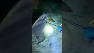 Thumbnail: Ang Lapad nito😱🐠 #nightdiving