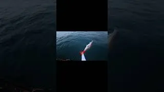 Thumbnail: Tiny Lures Sometimes Get Big Fish... #stripedbassfishing #fishing #slowpitchjigging #hobiekayak