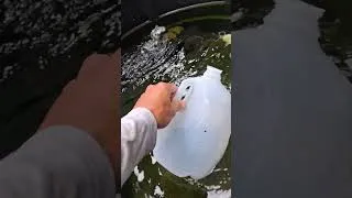 Thumbnail: Cheap and easy eel container. #fishing #stripedbassfishing #eel #saltwaterfishing