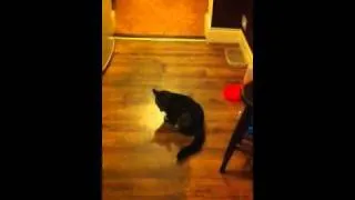 Thumbnail: Kitten has new toy
