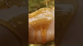 Thumbnail: A special thank you to the bees at Frog Meadow Bed & Breakfast for making ￼my bicep so yummy.