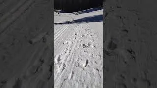 Thumbnail: Animal tracks you see Nordic skiing