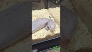 Thumbnail: You've never seen reptiles like these before! (Penrith Reptile Expo, Australia)  #shorts