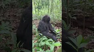 Thumbnail: Chimps in the wild in Uganda! #shorts
