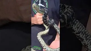 Thumbnail: New BOA morph found in the WILD!?
