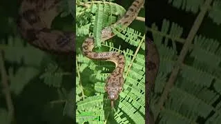 Thumbnail: Is this weirdest boa in the world?