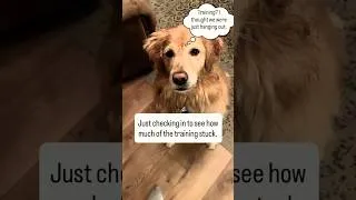 Thumbnail: What this dog is really thinking 💕🐾 We love him!