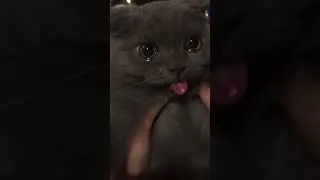 Thumbnail: #sad #cat