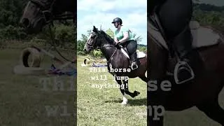 Thumbnail: ladybug can jump!  #draft #jumpers #barreljump