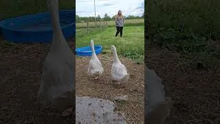 Thumbnail: Meet the new boss in town! #sebastapol #geese #goose