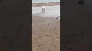 Thumbnail: Beau playing on the beach