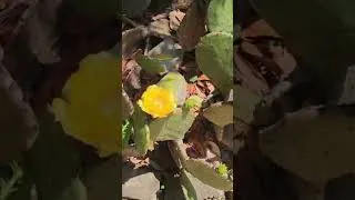 Thumbnail: Botanical Gardens & Mall Run #simplelife