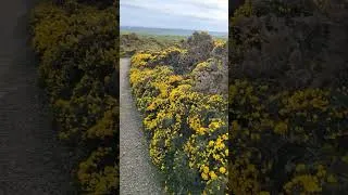 Thumbnail: Planet Gorse