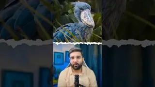 Thumbnail: Mysterious Dinosaur Bird of Real Life - Shoebill Stork