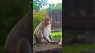 Thumbnail: Monkey Baby with caring mom ❤️❤️ #cute #monkey #animals