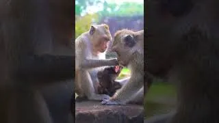 Thumbnail: Monkey Baby with caring mom ❤️❤️ #cute #monkey #animals