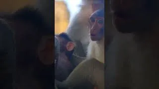 Thumbnail: Monkey Baby with caring mom ❤️❤️ #cute #monkey #animals