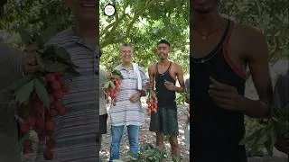 Thumbnail: Muzaffarpur's Shahi Litchi