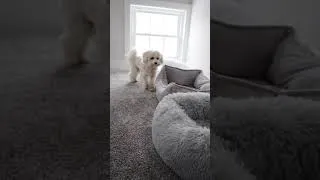 Thumbnail: Which Bed is Rosco's Favorite? #shorts