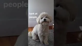 Thumbnail: Maltipoo’s New Year's Resolutions #shorts