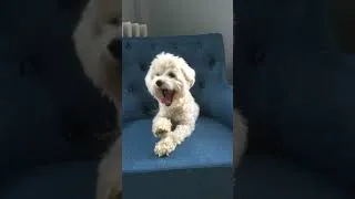 Thumbnail: Maltipoo Puppy Howling at Clarinet #shorts