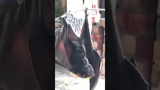 Thumbnail: Demon plays his flute