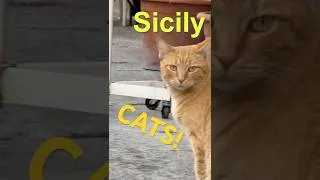 Thumbnail: Cats of Sicily