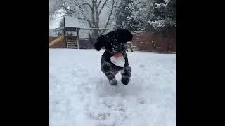 Thumbnail: More fun in the snow with Rowdy