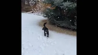 Thumbnail: Fun in the snow with Rowdy