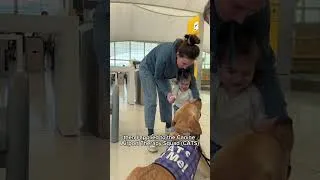 Thumbnail: From puppy to CAT: How to become a DEN therapy dog!