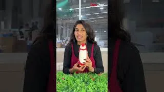 Thumbnail: Penguin Glass Water Bottle for Kids | Leak-Proof School Bottle | DeoDap
