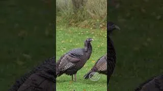 Thumbnail: Big Birdies